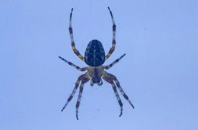 Spider jigsaw puzzle