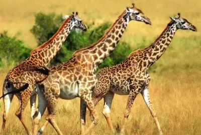 Giraffa nigeriana jigsaw puzzle