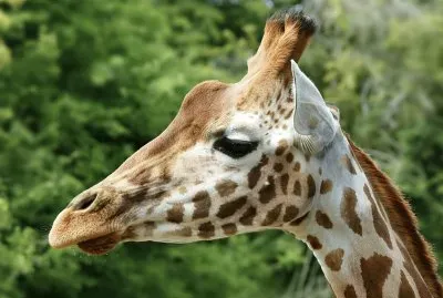 Giraffa ugandese jigsaw puzzle