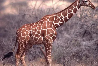 Giraffa somala jigsaw puzzle