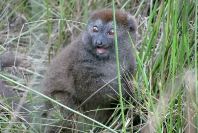 Apalemure grigio jigsaw puzzle