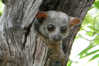 Lepilemure di milne edward jigsaw puzzle