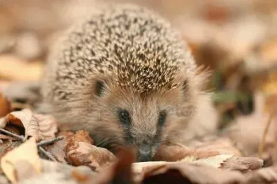 Tenrec riccio minore jigsaw puzzle