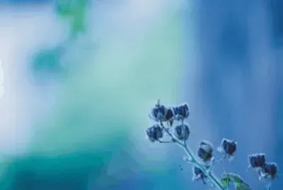 Blue flower