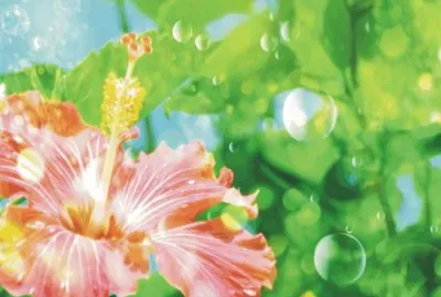 Red flower in the garden