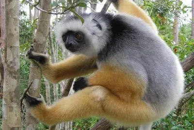 Sifaka diadema