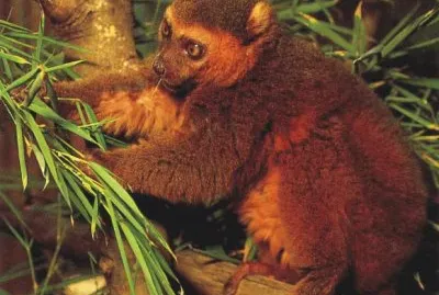 Apalemure dorato jigsaw puzzle