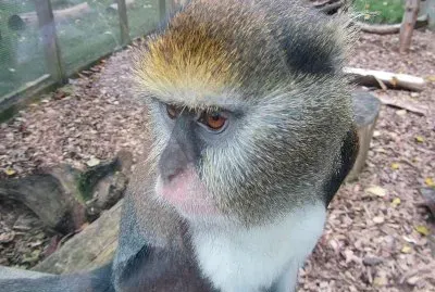 Cercopiteco di campbell jigsaw puzzle