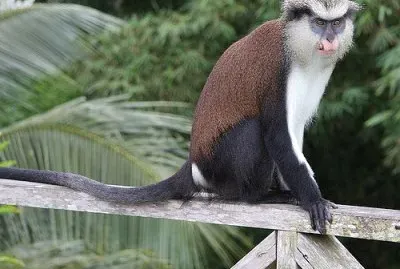 Cercopiteco mona jigsaw puzzle