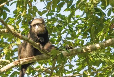 Cercopiteco nasobianco maggiore jigsaw puzzle