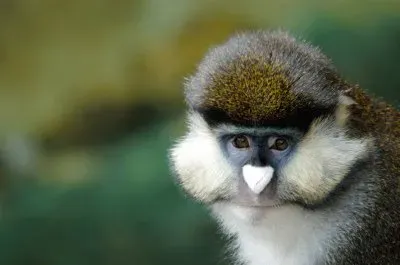 Cercopiteco nasobianco minore jigsaw puzzle