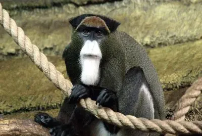 Cercopiteco di brazzÃ  jigsaw puzzle