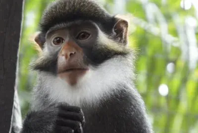 Cercopiteco dalle orecchierosse jigsaw puzzle