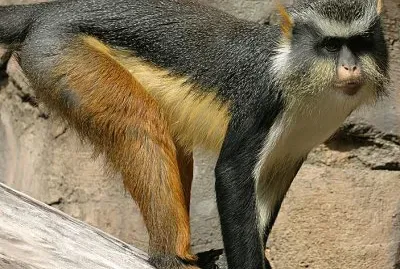 Cercopiteco coronato di Wolf jigsaw puzzle