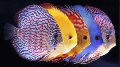 colori, couleurs jigsaw puzzle