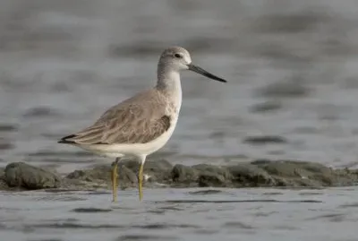 Pantana macchiata