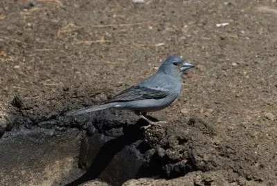 Berta di bulwer jigsaw puzzle