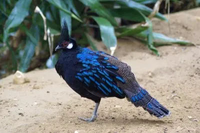 Speroniere di palawan jigsaw puzzle