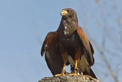 Poiana di harris jigsaw puzzle