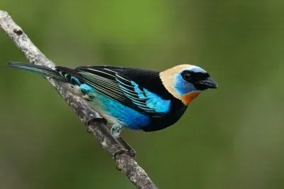 Tangara maschera dorata jigsaw puzzle