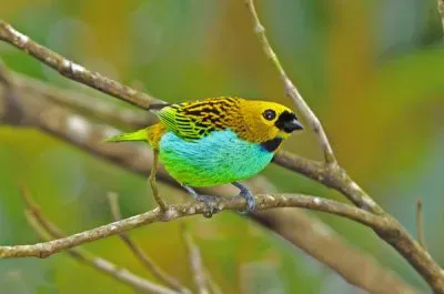 Tangara cyanoventris jigsaw puzzle