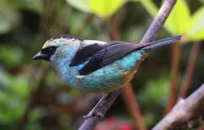 Tangara ventre metallico jigsaw puzzle