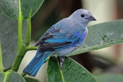 Tangara grigioazzurro jigsaw puzzle