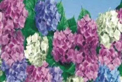 פאזל של Flowers