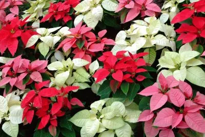 פאזל של Flowers