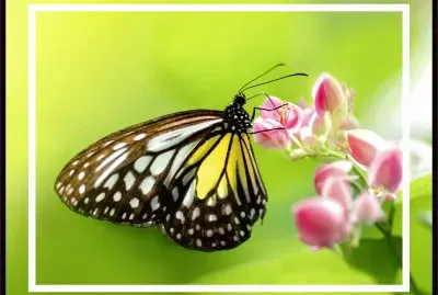 פאזל של MARIPOSA