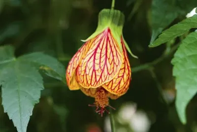 abutilon