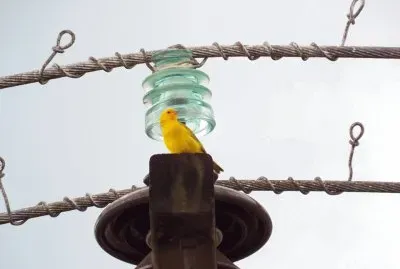 Animais jigsaw puzzle