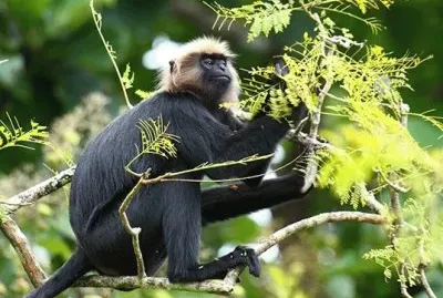 Langur del nilgiri jigsaw puzzle