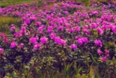 åˆ‡å‰²åœ–ç‰‡