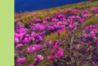 åˆ‡å‰²åœ–ç‰‡