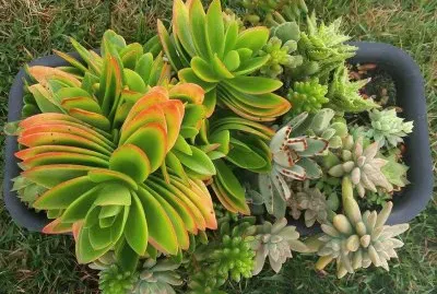 Flores