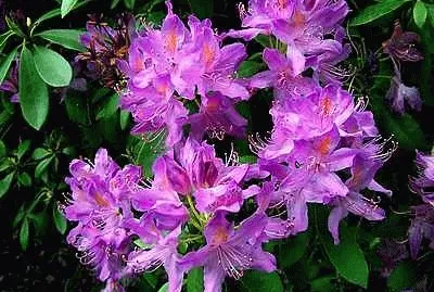 Rhododendrons