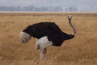 Struzzo comune jigsaw puzzle