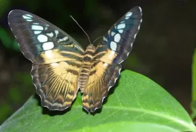 Punto interrogativo jigsaw puzzle