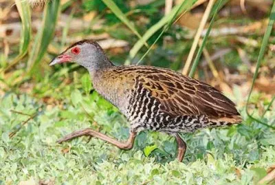 Crake africano jigsaw puzzle