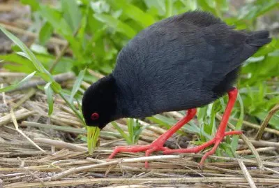 Crake nero jigsaw puzzle