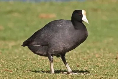 Fulica alai jigsaw puzzle