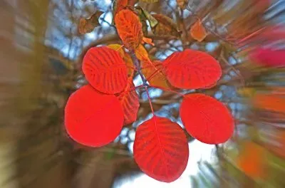 Herbst jigsaw puzzle