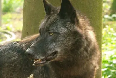 Wolf jigsaw puzzle