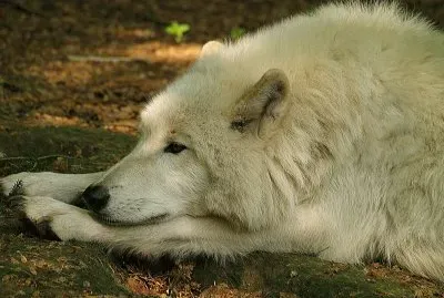 Polarwolf jigsaw puzzle
