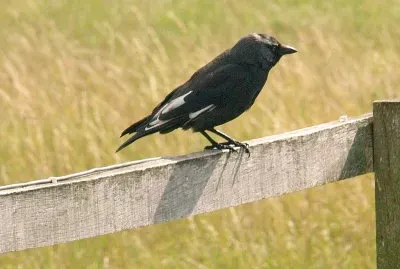 Black Bird jigsaw puzzle