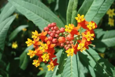 Asclepias