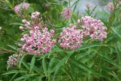Asclepias