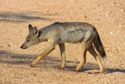 Sciacallo striato jigsaw puzzle