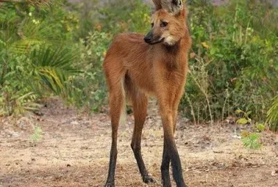 Lupo dalla criniera jigsaw puzzle